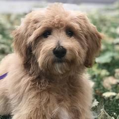 Roxy - Labradoodle