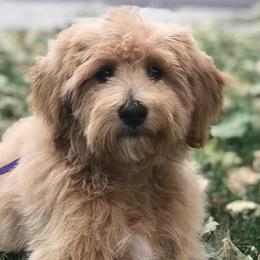Roxy - Labradoodle