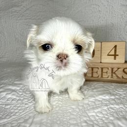 Archer- AKC Male - Cream and white male Shih Tzu puppy in Moses Lake, Washington from Shurbeez Shih Tzu