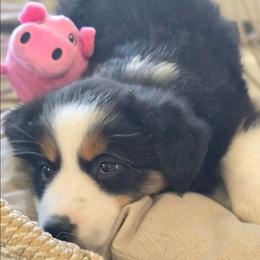 Nola - Black tri female Miniature Australian Shepherd puppy in Lincoln, California from Elegant Aussies
