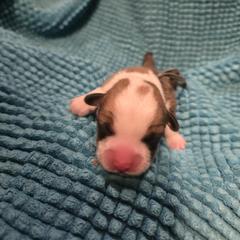 Boy 1 - male Pembroke Welsh Corgi puppy in Palm Bay, Florida from Space Coast Corgi