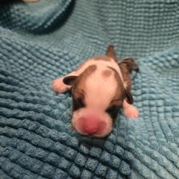 Boy 1 - male Pembroke Welsh Corgi puppy in Palm Bay, Florida from Space Coast Corgi