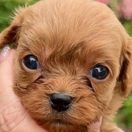 Cavalier King Charles Spaniels and Cavapoos from Primrose Pups