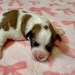 Amber - Red sable female Havanese puppy in Wappapello, Missouri from Titanium Havanese LLC