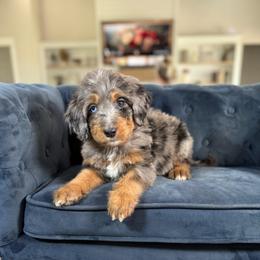 Blue Collar - Merle male Bernedoodle puppy in Indiahoma, Oklahoma from Farm Fresh Doodles