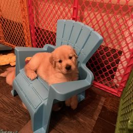 Boy 1 - male Golden Retriever puppy in Mullins, South Carolina from Rainyday Goldens