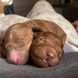 Aussiedoodle and Goldendoodle Puppies from Mackedoodles