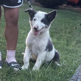 Bailey-blue and white - Blue female Border Collie puppy in Chattanooga, Tennessee from Ross Vegas Kennels