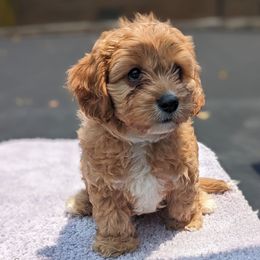 Socrates - Apricot male Cavapoo puppy in Lincolnton, North Carolina from Home Sweet Home Puppies