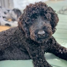 “Tish” - Black Goldendoodle puppy in Powell, Tennessee from Melhorn Manor & Farm Doodles