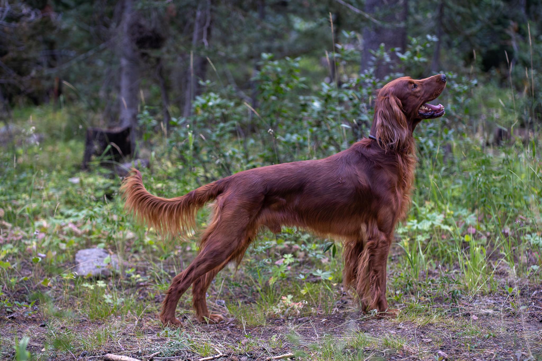 Pippin