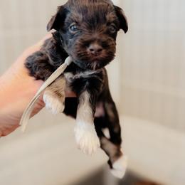 Violet - Brown female Schnoodle puppy in Caldwell, Idaho from Boise Doodle Co.