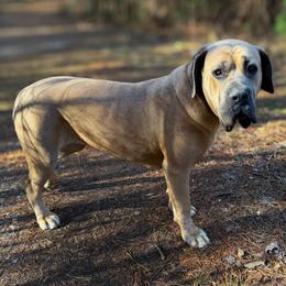 Flavia - Cane Corso