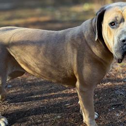 Flavia - Cane Corso