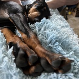 Manchester Terrier Puppies from MosaicManchesters.com