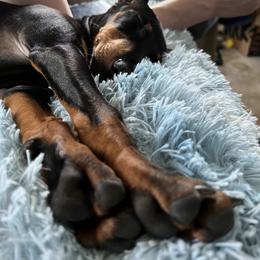 Manchester Terrier Puppies from MosaicManchesters.com