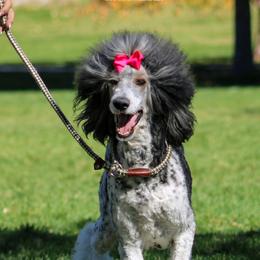 Prissy - Poodle