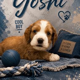 Yoshi blue male - Red male Cocker Spaniel puppy in Howe, Indiana from A&J Kennel