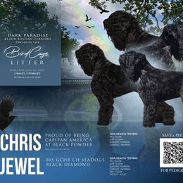 Black Russian Terrier puppies from Dark Paradise