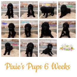 Goldendoodle Puppies from Two Ps in a Pod