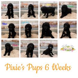 Goldendoodle Puppies from Two Ps in a Pod