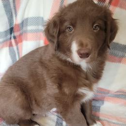 Radar - White and red male Border Collie puppy in Watsontown, Pennsylvania from Kate Gresham