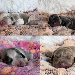 Great Dane puppies from That Gurl K9s