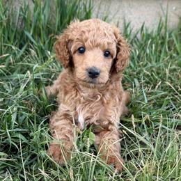 Sunflower - Red  male Poodle puppy in Peyton, Colorado from Fuzzybottoms Ranch LLC