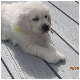 Golden Retriever Puppies from Kansas Prairie Pups