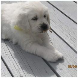 Golden Retriever Puppies from Kansas Prairie Pups