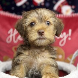 Huey - Chocolate, tan and white male Yorkshire Terrier puppy in Palm Coast, Florida from Fiesta Pups