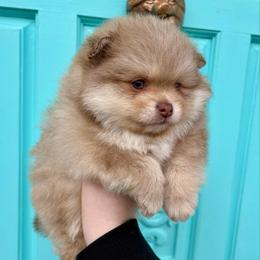Micah - Chocolate sable male Pomeranian puppy in Springfield, Missouri from Hope Mountain Pomeranians