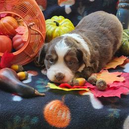 Wynonna - Red tri female Miniature Australian Shepherd puppy in Gainesboro, Tennessee from Family Tradition