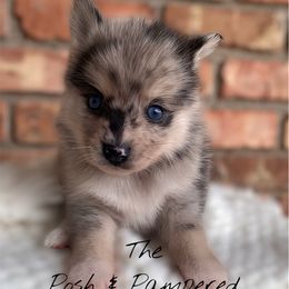 Armani - Merle male Pomsky puppy in Hugo, Oklahoma from The Posh & Pampered Pomsky