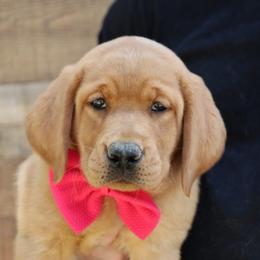 Maid Marion - Yellow female Labrador Retriever puppy in Ocala, Florida from Moon river Labradors