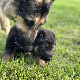 German Shepherd Puppies from Vermachtnis German Shepherds