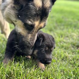 German Shepherd Puppies from Vermachtnis German Shepherds