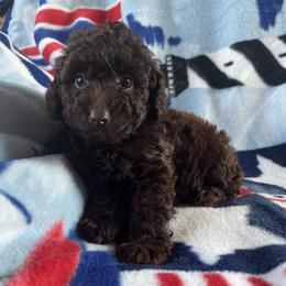 Pumbaa - Brown male Poodle puppy in Mayville, Michigan from Kathy Maize