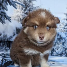 Buju, (Mocha) - 1600 - Chocolate male Pomsky puppy in Spring Hill, Florida from www.PuppyTimeEmporium.com