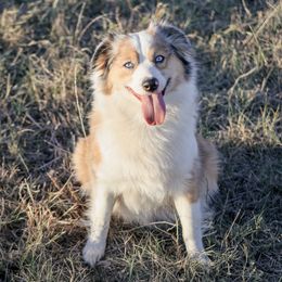 Rusti - Australian Shepherd