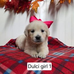 Dulci girl 1 - Light golden female Golden Retriever puppy in Niles, Michigan from Composer Goldens