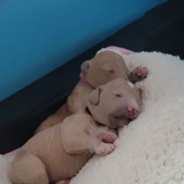 French Bulldog and Goldendoodle Puppies from Good Vibes Puppies