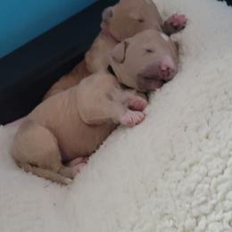 French Bulldog and Goldendoodle Puppies from Good Vibes Puppies