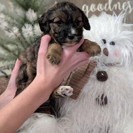 LoveBug - Sable female Cavapoo puppy in Coshocton, Ohio from Forever Family Puppies