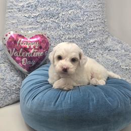 Dean - 1 lb 15 oz - Parti male Goldendoodle puppy in Floyd, Virginia from Hearts and Paws Poodles and Doodles