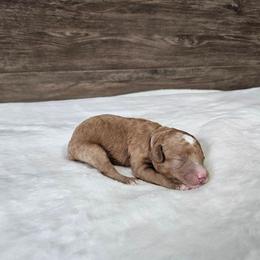 Lavender - Apricot female Cavapoo puppy in South Jordan, Utah from Lucky Doodle Pups