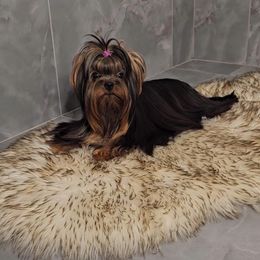 Kartier - Yorkshire Terrier