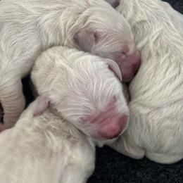 Boy 1 - Light golden male Golden Retriever puppy in Manti, Utah from Arrowhead Kennels
