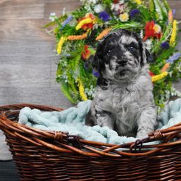 Perseus (Percy) - Merle Goldendoodle puppy in Provo, Utah from Mendenhall Goldendoodles