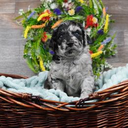 Perseus (Percy) - Merle Goldendoodle puppy in Provo, Utah from Mendenhall Goldendoodles